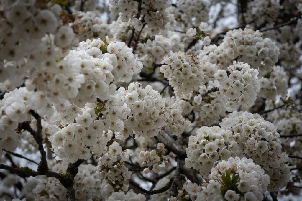 A landscape image of many clusters of white cherry blossom flowers all crowded together overlapping one another. Dark branches split between and behind the blossom the sky behind is pale almost white