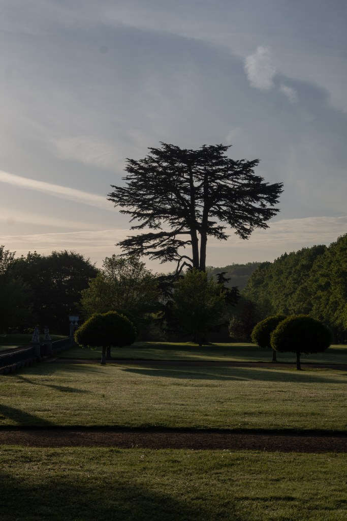 A tall tree with a trunk that splits in two dominates the image. In front of the tree is a lawn and small ornamental trees pruned into mushroom shapes. Behind the tree are other smaller trees forming a wood. The light is hazy and the sky is a steely blue with wisps of white high cloud being lit from below by the newly risen sun. 