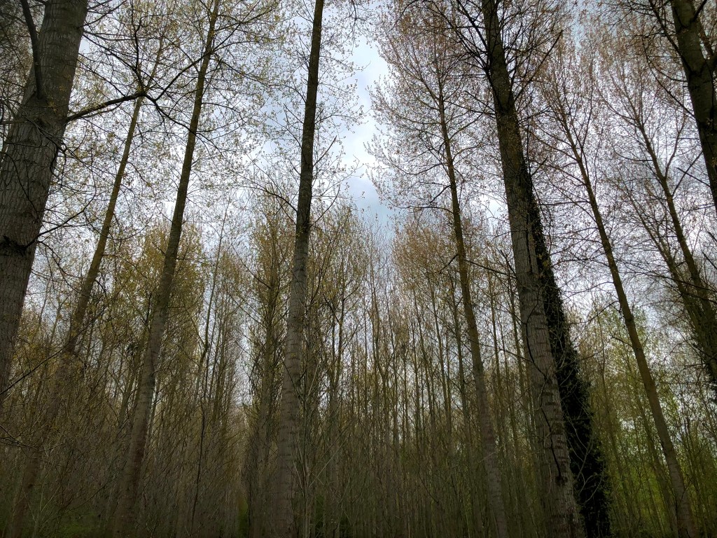 An image looking up into the trees.. They are very close together and very tall, thin and with narrow branches. Most are not yet in leaf. There is ivy around one tree on the right. The sky behind is a mix of pale grey and white.