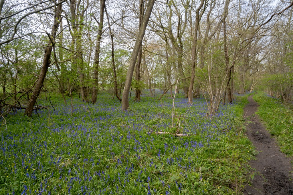 To the right a narrow mud path leads into the distance. To the left is a carpet of bluebells and thin trees with a few new leaves on them. Between the trees on the left a green field can be glimpsed. The sky is blue. 