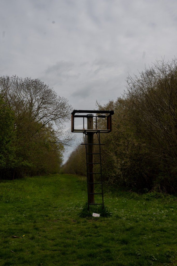 A ladder attached to a platform on a stand with padding around the top of the platform frame. The platform is facing a long grass path surrounded by trees and bushes. The end of the path is hidden in undergrowth. The sky above is grey. 