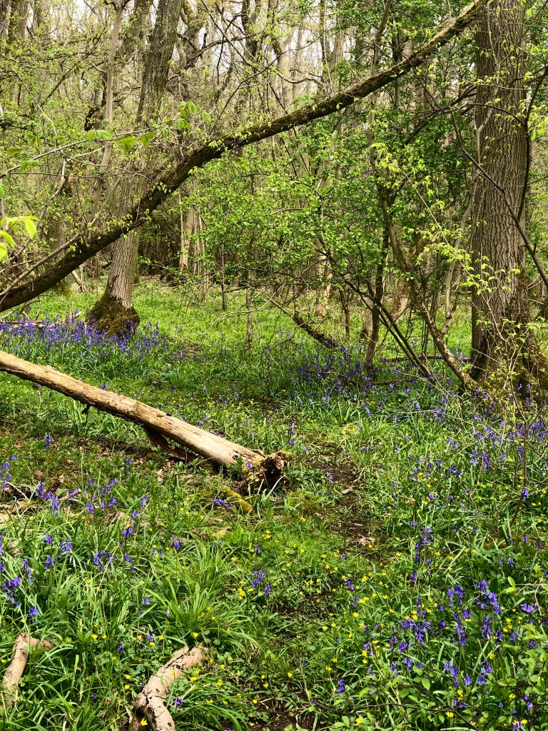 woodland with bluebells scattered. A large branch is lying on the ground to the left and and the end of an old log is further on from the branch. There's lots of new green leaves. 