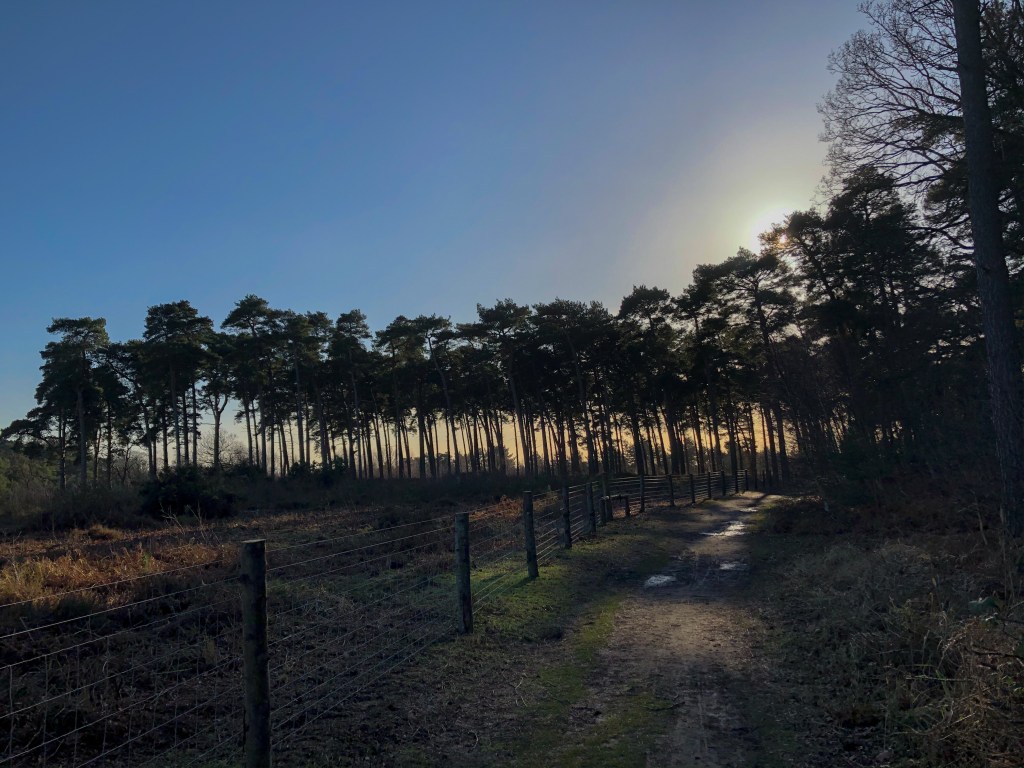 A muddy path leads away from us on the left towards a line of tall trees dark against a low sun. To the right there is scrubby grass and a fence. The sky behind the trees is gold and above it blue. 