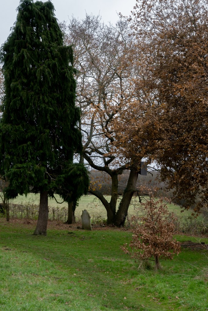 A grave stone below a evergreen tree and a winter one with no leaves in the foreground to the right are trees still with dead brown leaves in them. 
