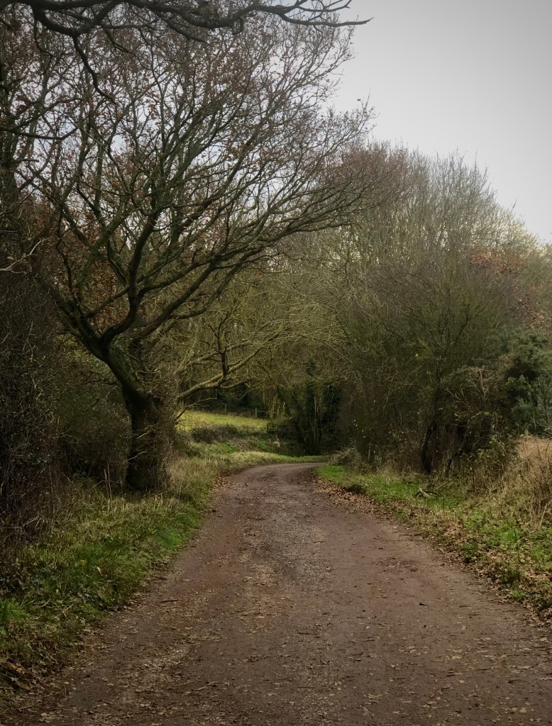 A muddy path curving to the right surrounded by low winter vegetation in browns, yellows and greens above which are old winter trees with green ivy, and lichen on them. Above the lane is a grey sky.