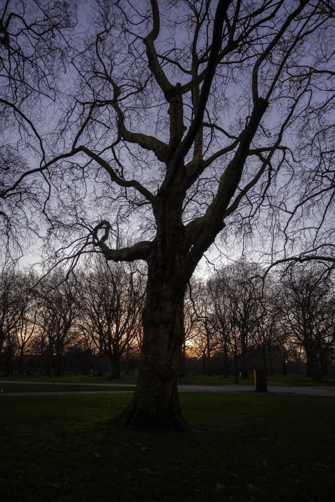 A tall London plain tree with twisty branches and knobbly, patchy bark. The tree is almost in silhouette with the sun setting behind it and the sky a kind of pale mauve. 