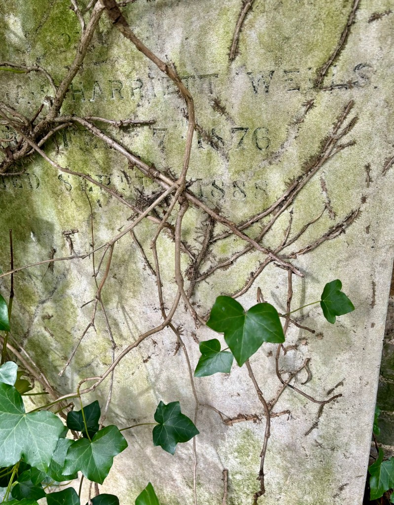 A close up of a grave stone, it has branches of ivy crisscrossed across it some of the ivy is growing into the stone. There are a few ivy leaves too. The date 7 1876 can be seen etched into the stone along with 1888