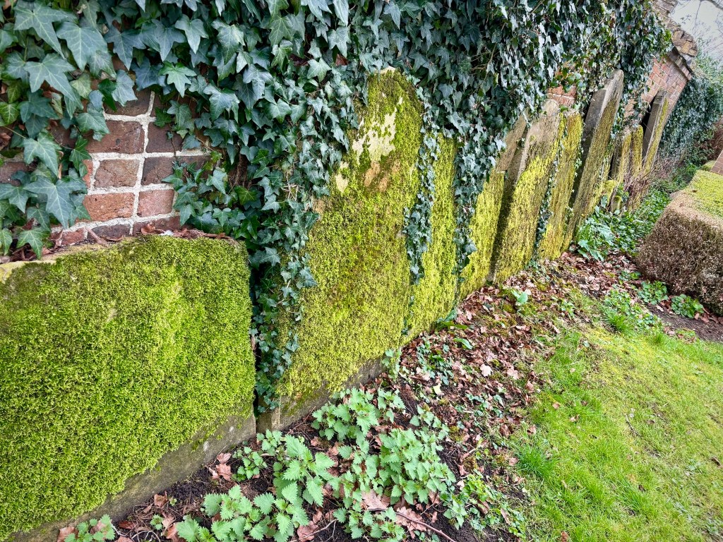 A row of tomb stones stacked along a brick wall they are surrounded by ivy and smothered in bright green moss. 