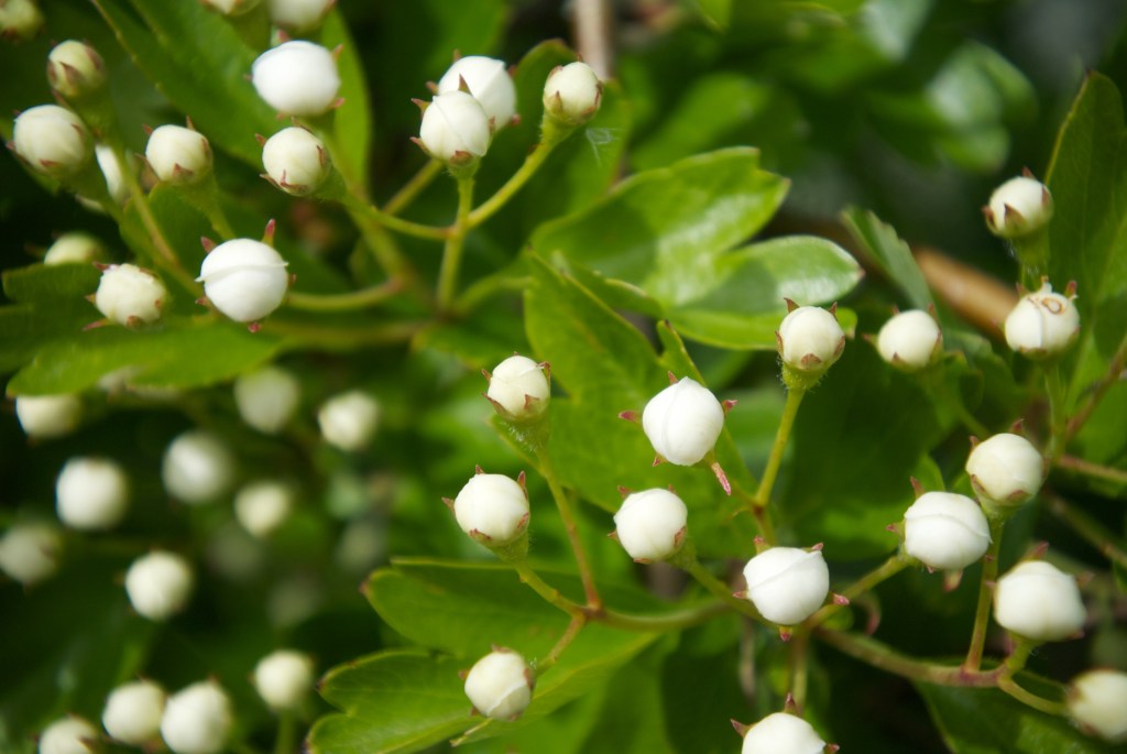 A collection of tightly balled white buds of May blossom on the end of green stems against a background of blurry green leaves.