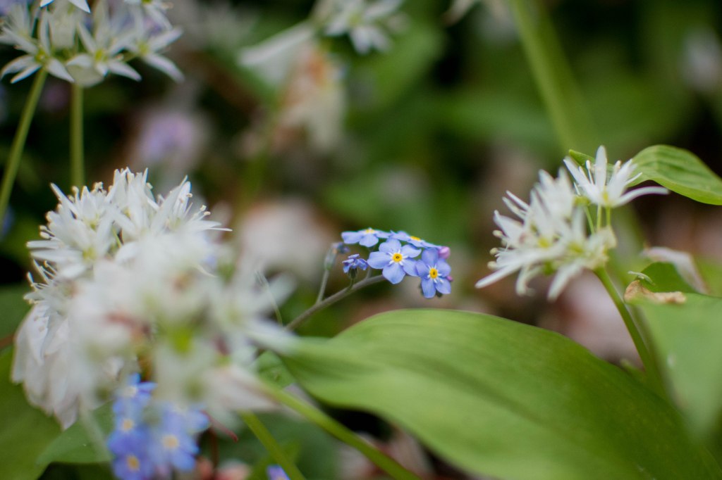 A sprig of pale blue forget-me-not flowers surrounded by green leaves and white garlic flowers which have teeth like slender petals. 