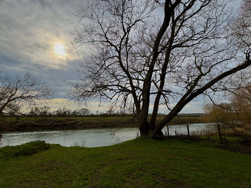 a grassy bank leading down to a river. On the right there is a large multi trunked tree. ON the other bank of the river there is grass and winter trees in the distance. The sky has high cloud and a faint milky low sun. 