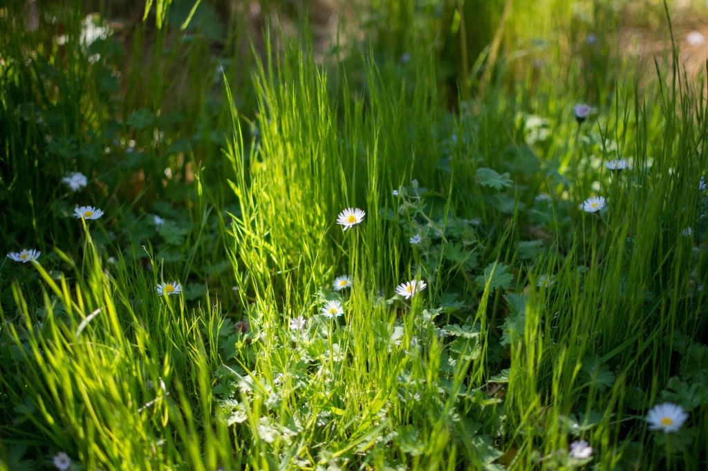 Tall green grass with dappled sunlight amongst the grass are tall slender daisies and some green clover like plants. 