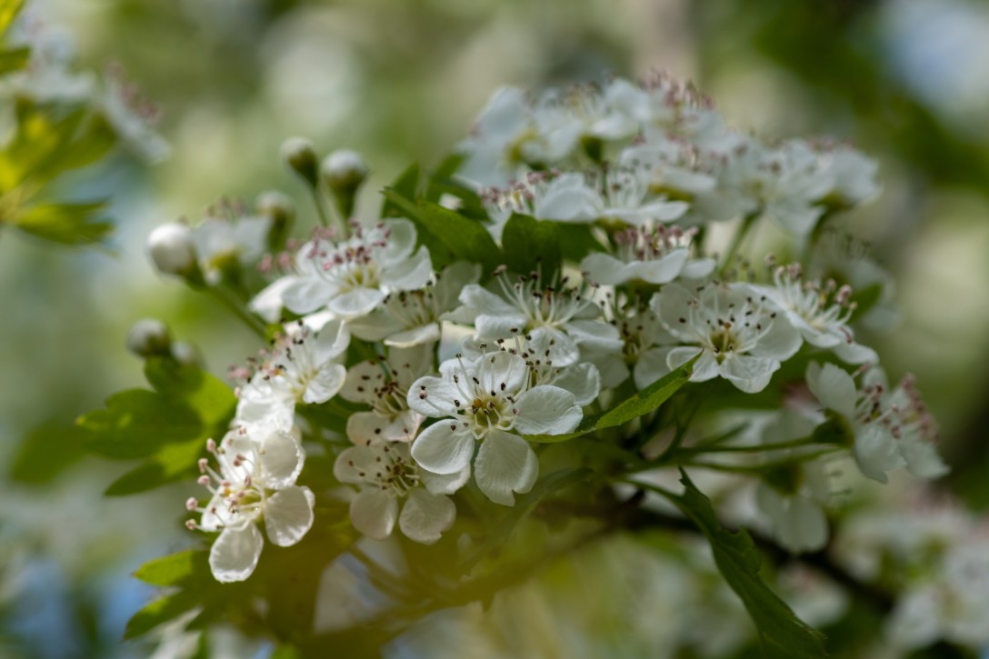 Clusters of white blossom against a dappled green background