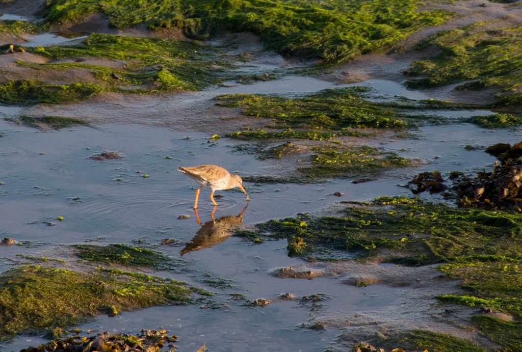 a wading bird on watery sand and green weed covered rocks pulla at a worm with it's sharp beak. 