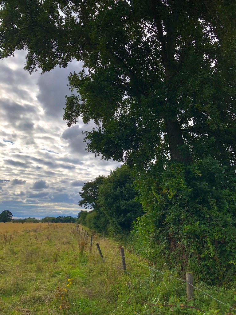 A green scrubby landscape to the left on the right is a fence and trees. The sky is mix of grey and white clous with streaks of blue and pale gold near the horizon. 