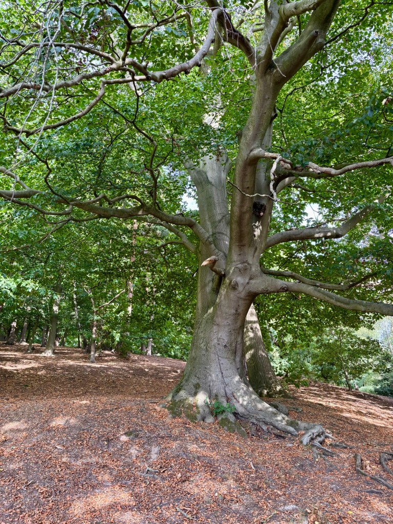 An old stately tree with twisted branches and exposed roots. behind it are much younger trees. 
