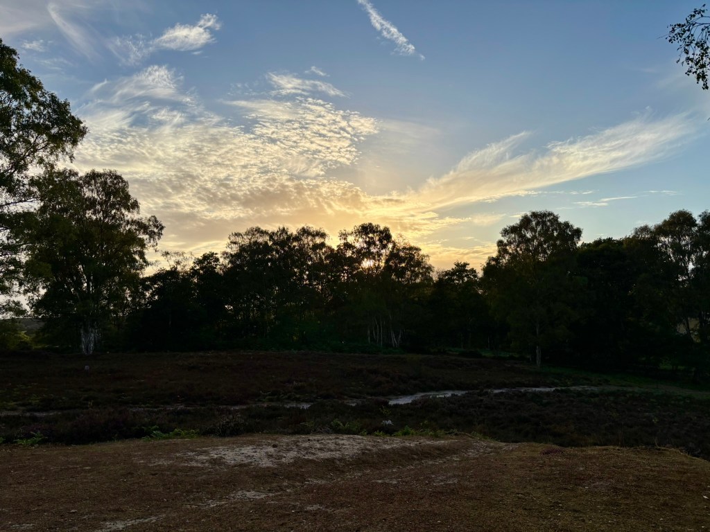 Heath land with heather in bloom, trees on the horizon with the sun setting behind them.