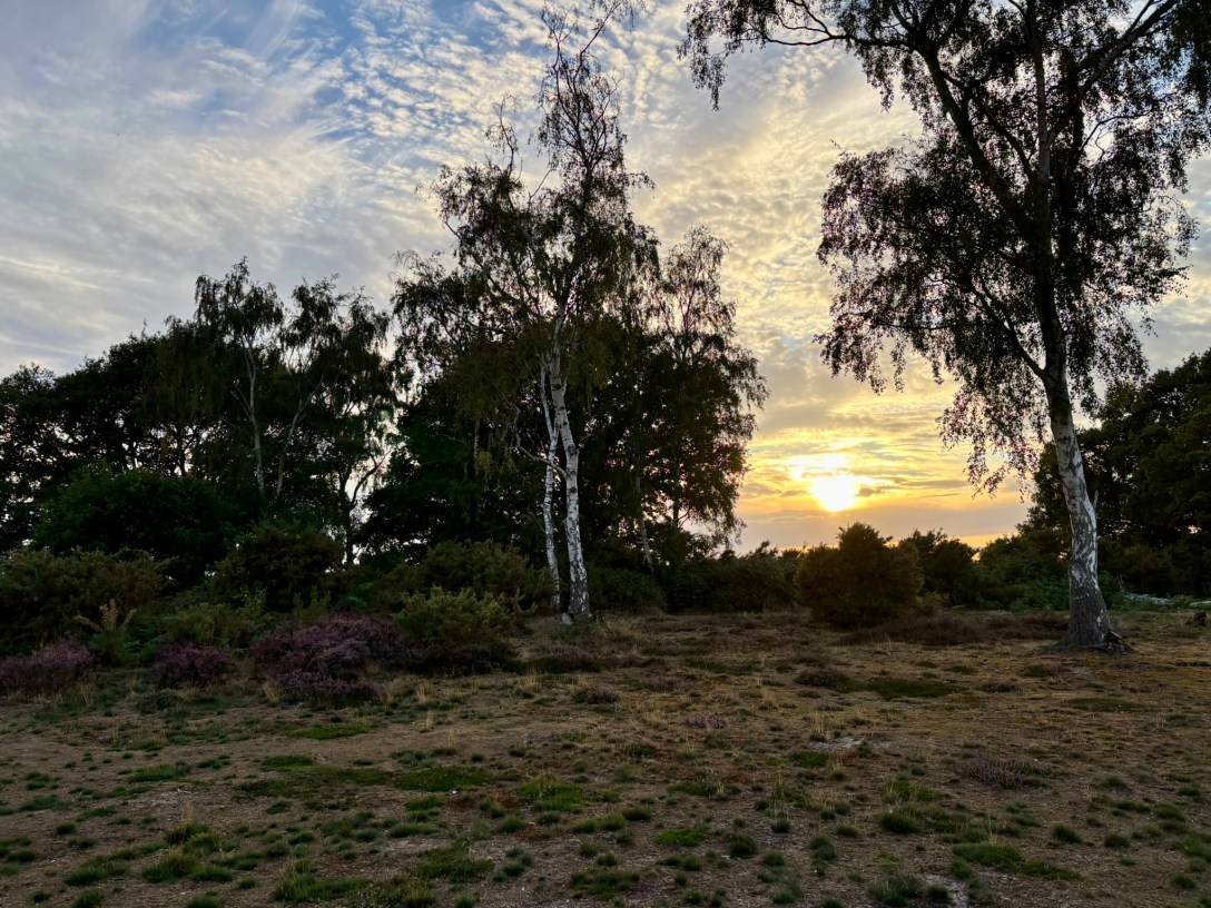 Tall silver birch in sandy soil with a golden sunset behind them.