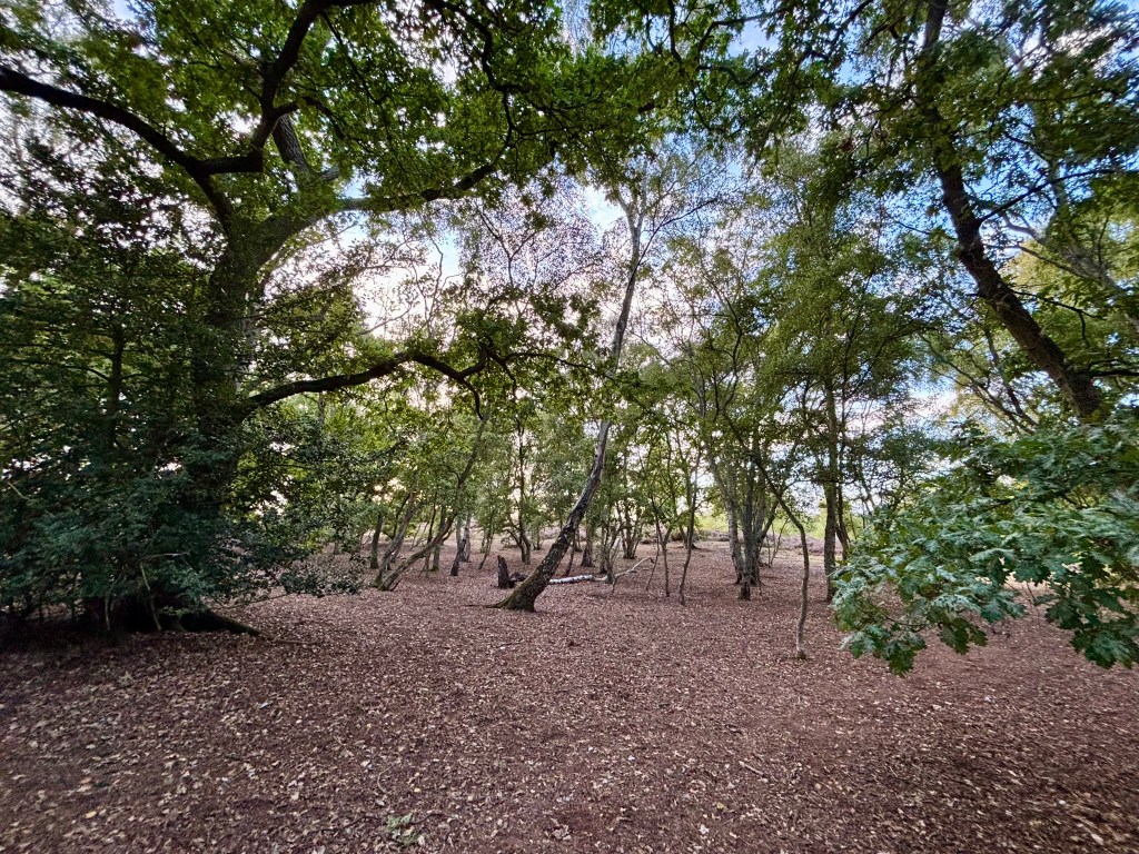 Leaf letter ground with young saplings and trees scattered about.