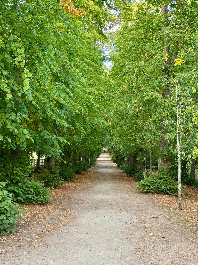 An avenue o lime trees and a path leading away.