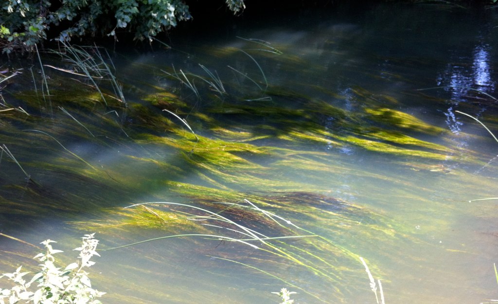 weeds of bright green just below the surface of the slow moving water.