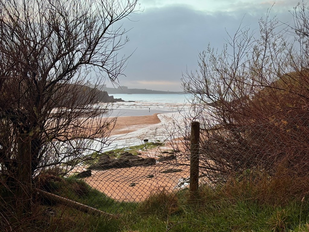 In the foreground a hedge of beare branches of a red and brown colour. In a gap in the hedge is a wire fence. Beyonmg the fence is a beach with rocks covered in seaweed and algae and then the sea with white waves. The sea its self is a pearly pale blue colour. In the distance is a dark headland with a large hotel building on it.