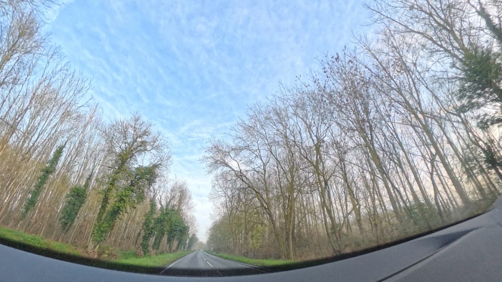 Trees on either side of the a road.
