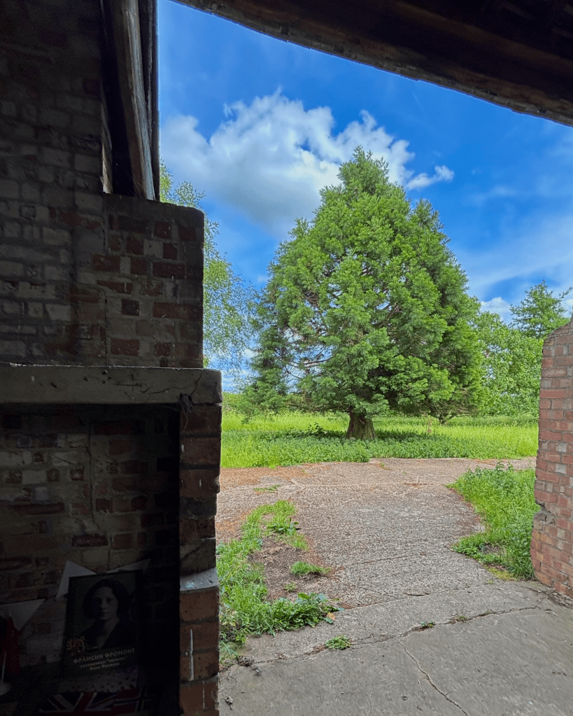 The open doorway to the barn with a tall triangular shaped tree outside. 