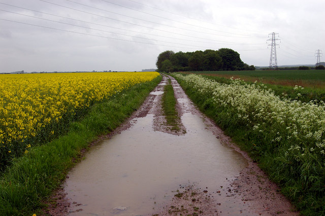 flat fields with yellow crop on one side and green on the other. In the centre there is a path water logged and muddy. There are some dark trees on the horizon.