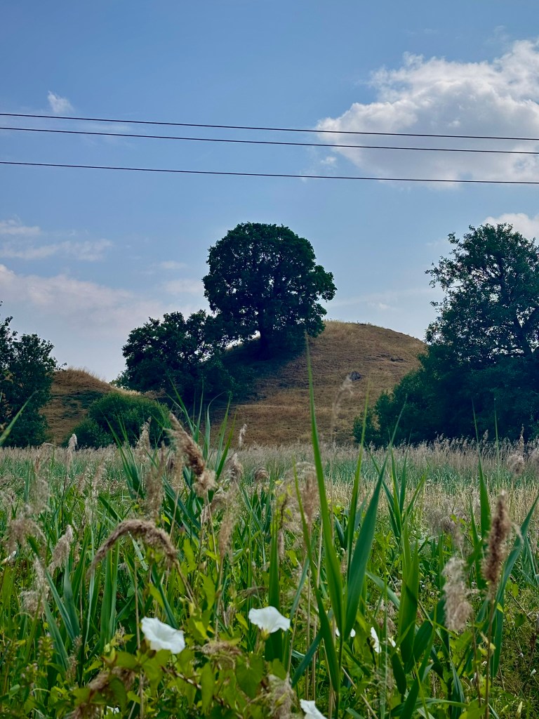 A meadow of tall grasses and seed heads, with a white bindweed flower blooming in the foreground. Behind the meadow, a grassy mound topped with a large tree sits against a blue sky with scattered clouds, flanked by trees and crossed by power lines.