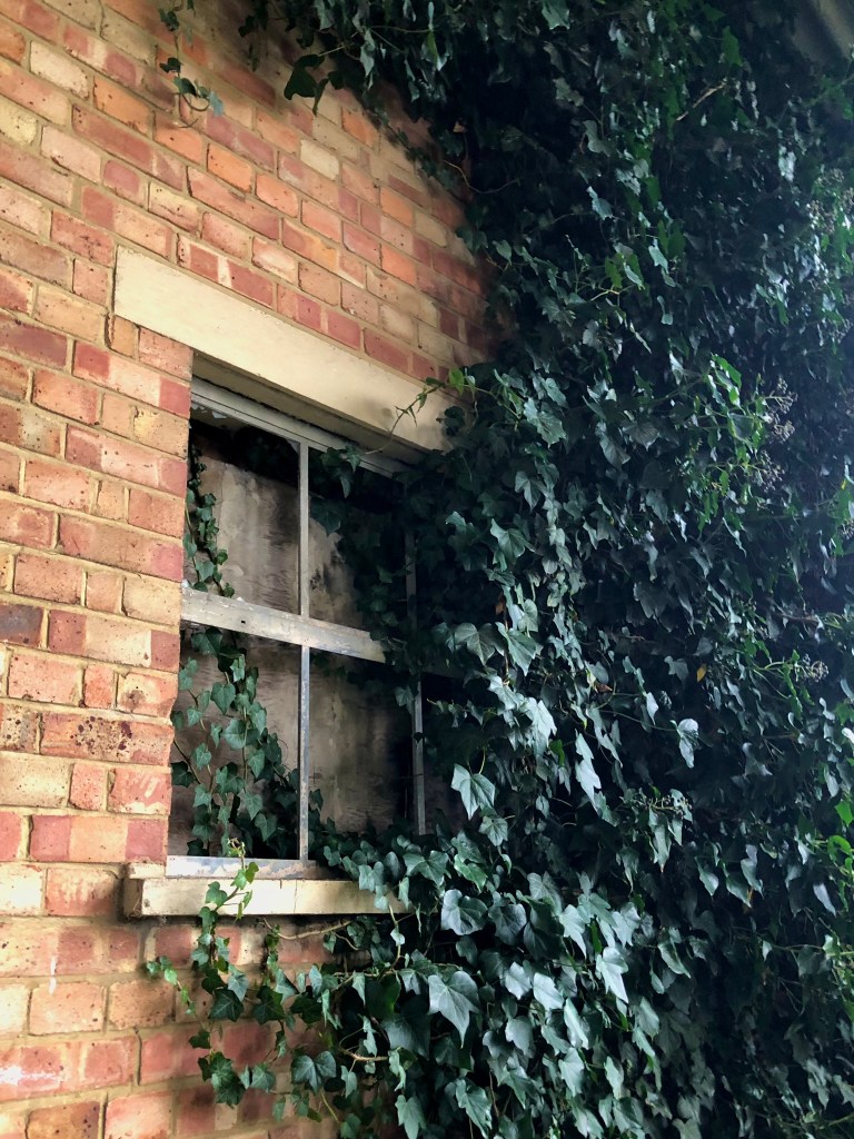 A brick wall with an old white-framed window, its panes boarded up and weathered, partially obscured by climbing ivy. Dense ivy covers the wall to the right, spilling over the window frame and creeping across the bricks.