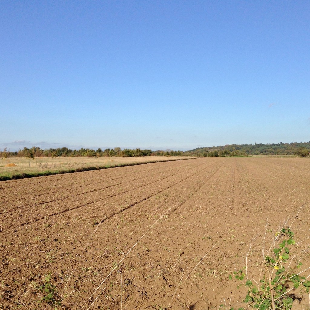 A ploughed brown field with faint rows of young crop shoots stretching toward the horizon under a clear blue sky. A grassy margin and a wooded treeline mark the field's edge, with a tree-covered hill visible in the distance
